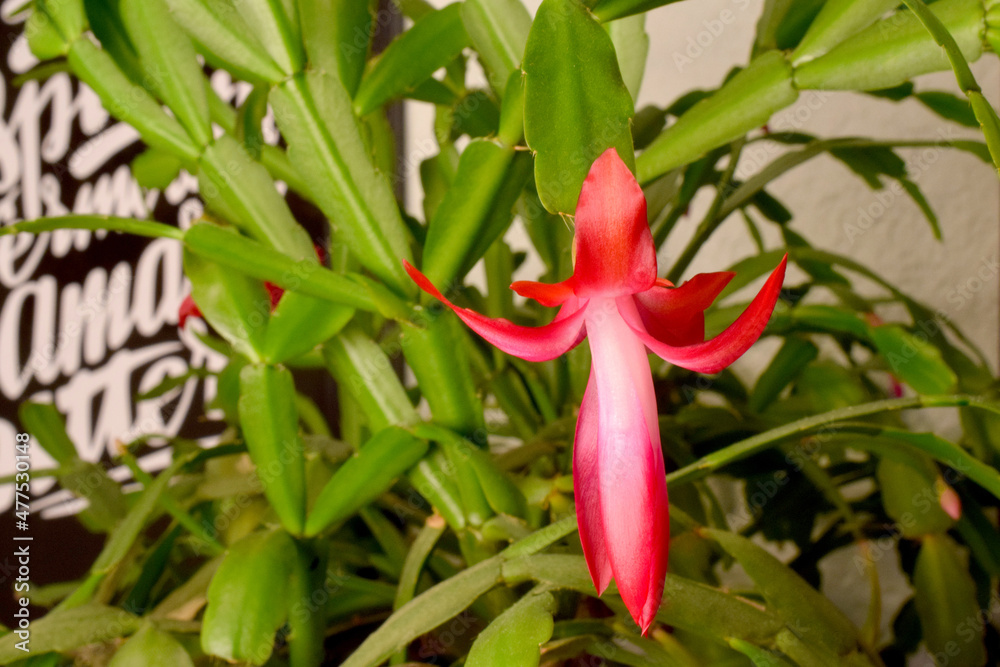 Obraz premium Christmas Flower Bud 02