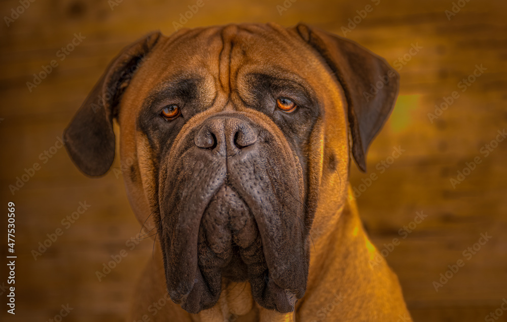 2021-12-28 CLOSE UP PORTRAIT OF A BULLMASTIFF WITH NICCE EYEYS TAKEN STRAIGHT ON WITH A BLURRY WOODEN BACKGROUND