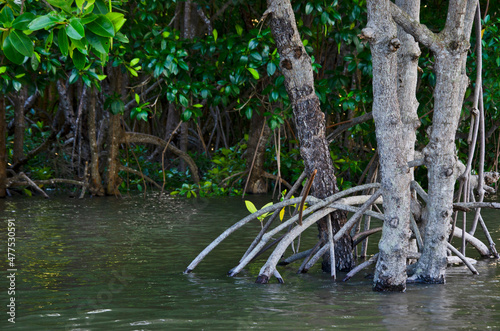Mangroves and beautiful roots in the water