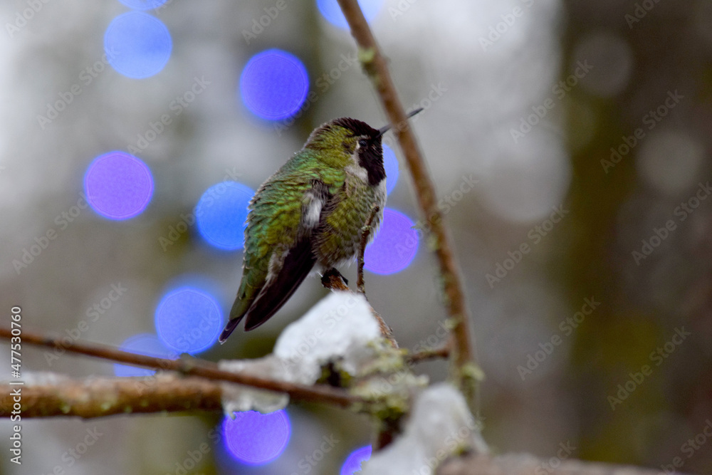 Fototapeta premium Blue Light Hummingbird 04