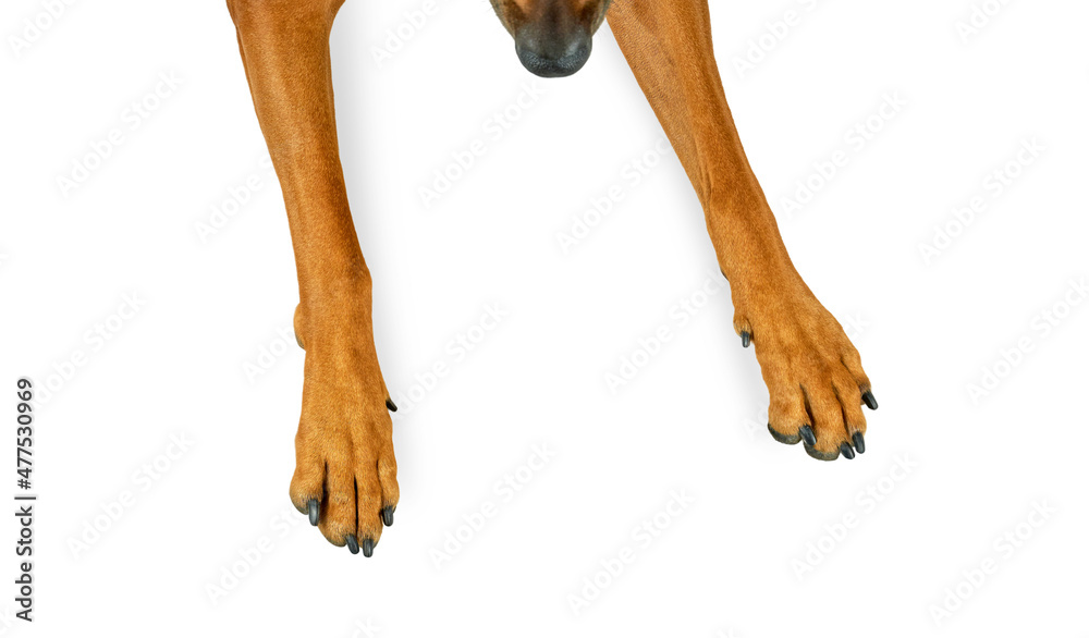 Dog nose and paws top view isolated on white background - obrazy, fototapety, plakaty 