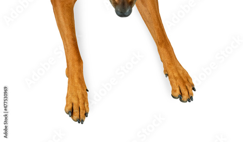 Dog nose and paws top view isolated on white background photo