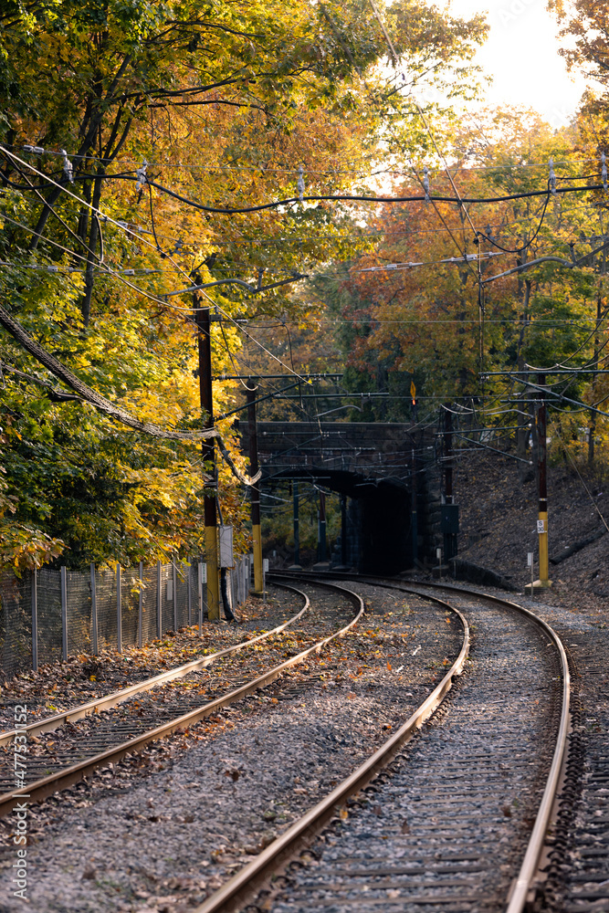 Railroad in a forest Railroad in a forest