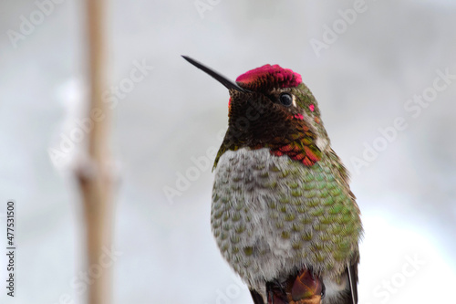 Green Feathered Hummingbird 04 photo