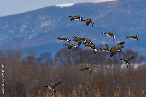北からの真冬の渡り鳥　秋田県男鹿半島の雪原の上を飛ぶシジュウカラガンの群れ