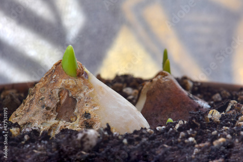 Tulip Bulb Sprouts 01