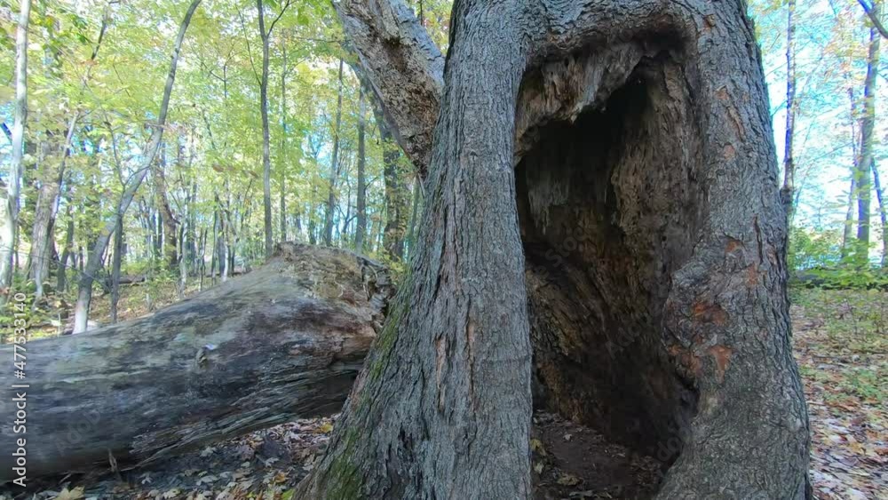 View of the inside of a dead tree trunk, with some small insects, and its surroundings, in autumn