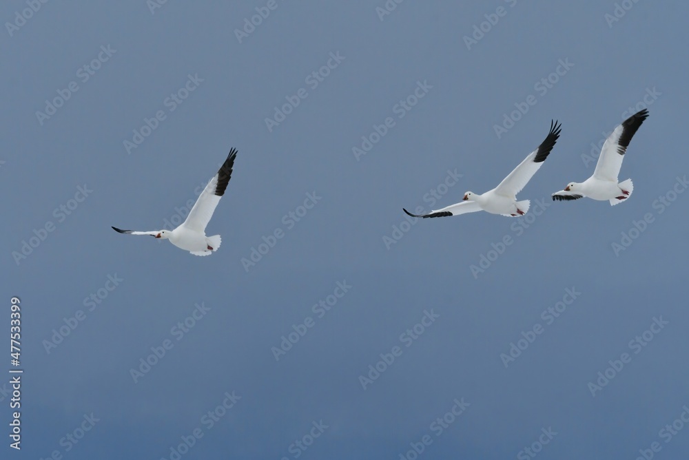 北国からの真冬の渡り鳥、白い雪の妖精ハクガンの飛翔