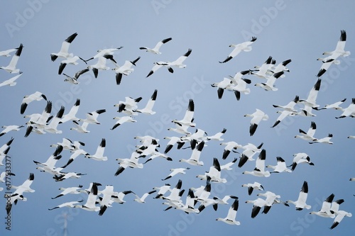 北国からの真冬の渡り鳥、白い雪の妖精ハクガンの飛翔