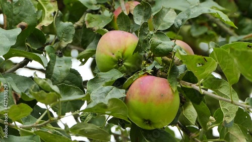 Apples growing in the old orchard, closeup video shot photo