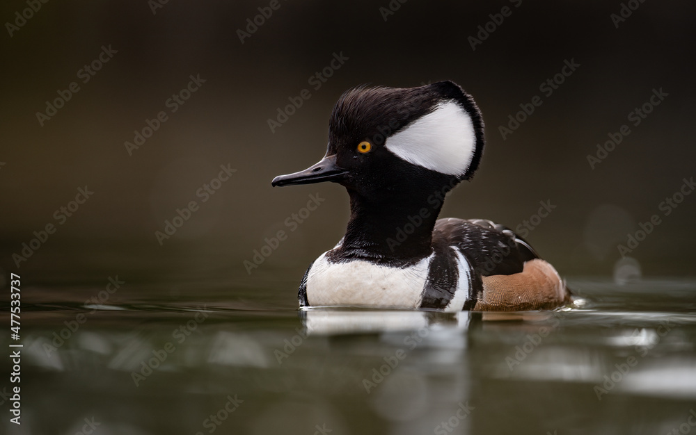 Fototapeta premium Hooded Merganser in British Columbia, Canada