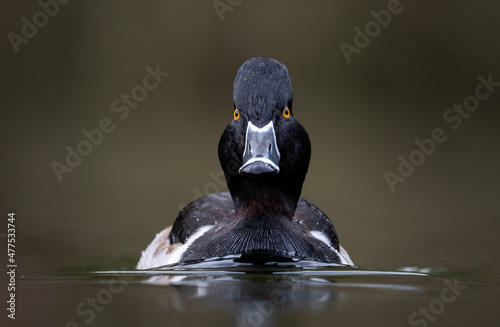 Canvas Print A ring-necked duck in British Columbia, Canada