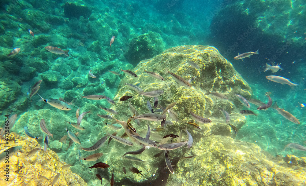 Fototapeta premium Underwater world of Mediterranean Sea. Near Marmaris, Turkey