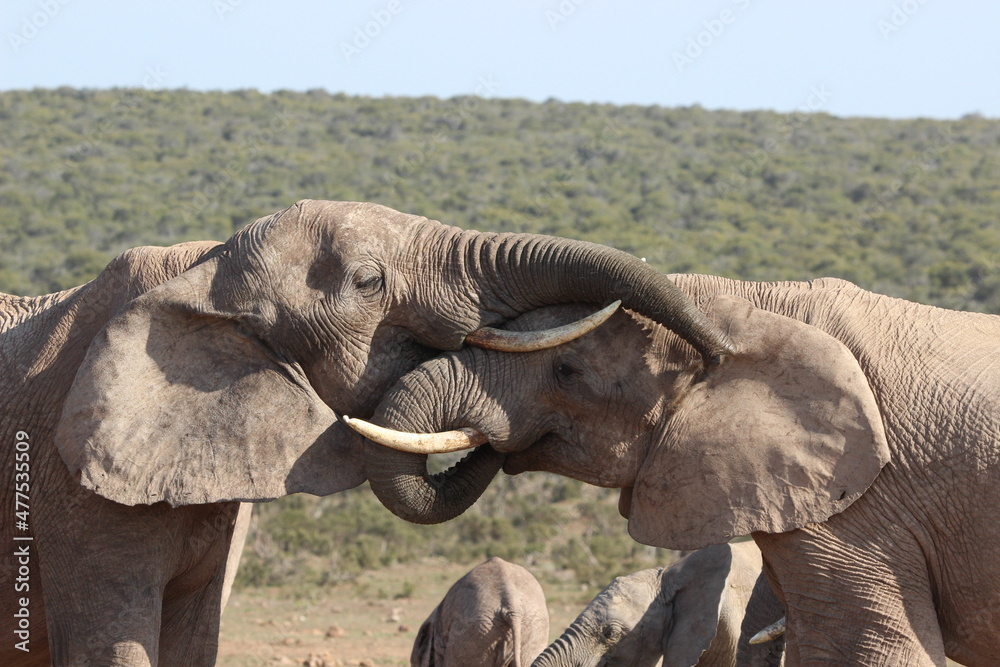 Fototapeta premium African elephant, Addo Elephant National Park