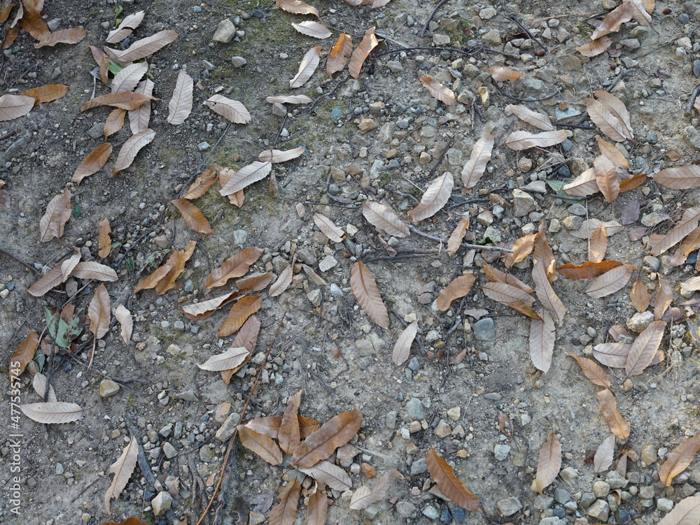 Gravel ground and fallen leaves Gravel ground and fallen leaves