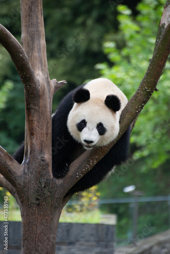giant panda climbing a tree