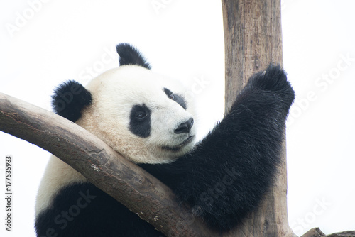 Fototapeta Naklejka Na Ścianę i Meble -  giant panda resting high up in a tree