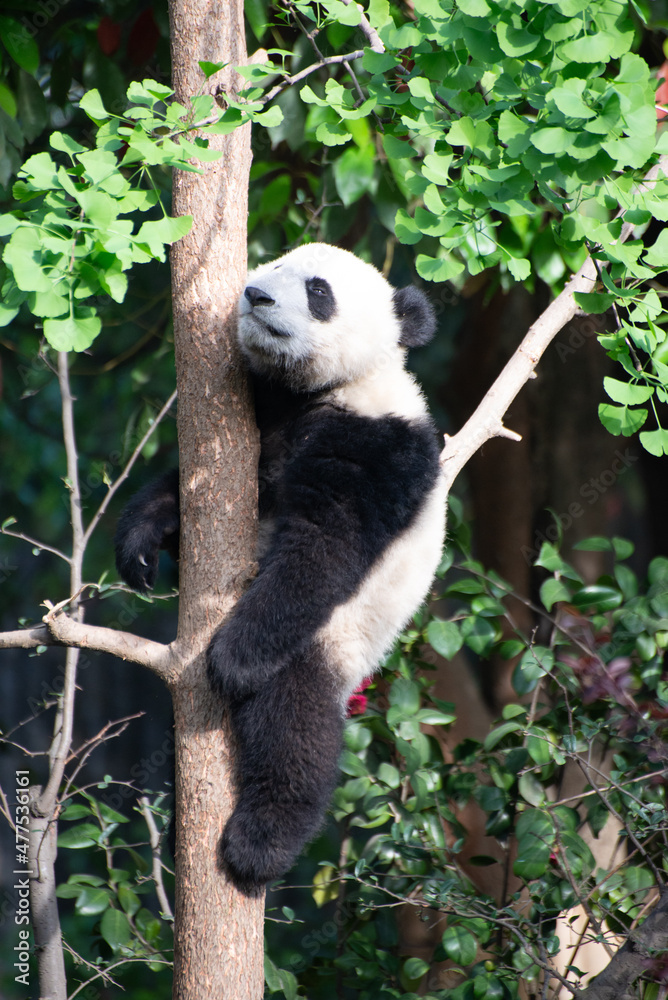 Giant Panda Cub up in a tree Giant Panda Cub up in a tree