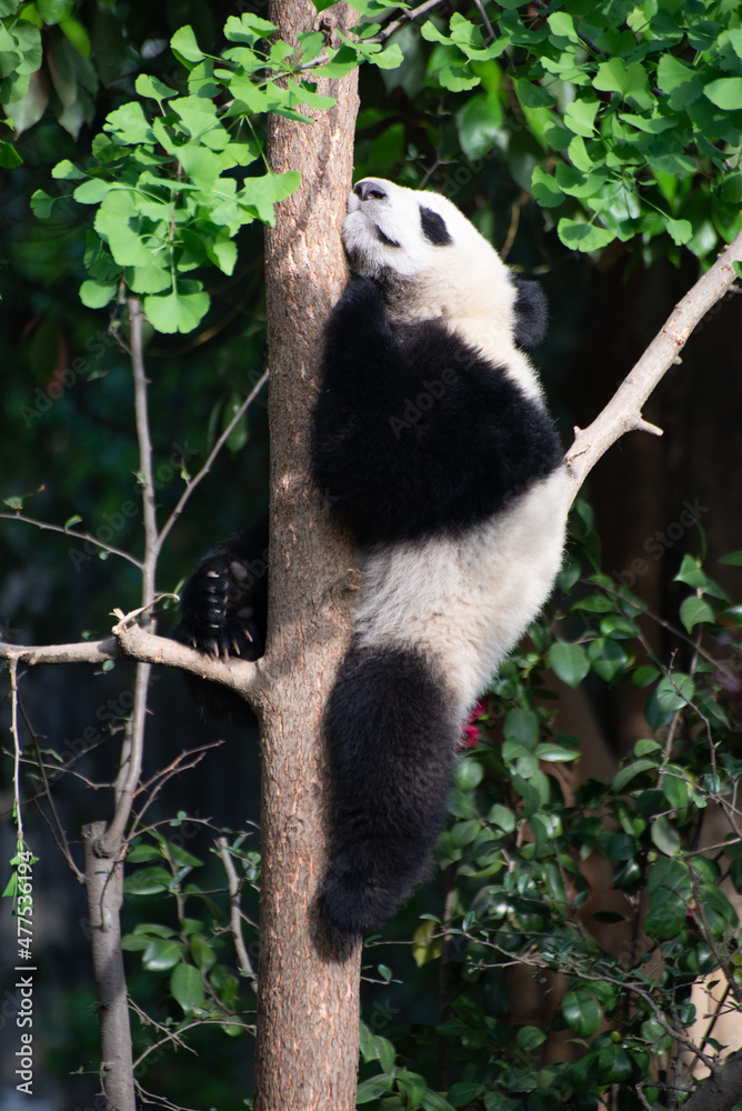 Obraz premium Giant Panda Cub up in a tree