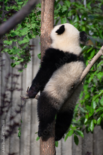 Fototapeta Naklejka Na Ścianę i Meble -  Giant Panda Cub up in a tree