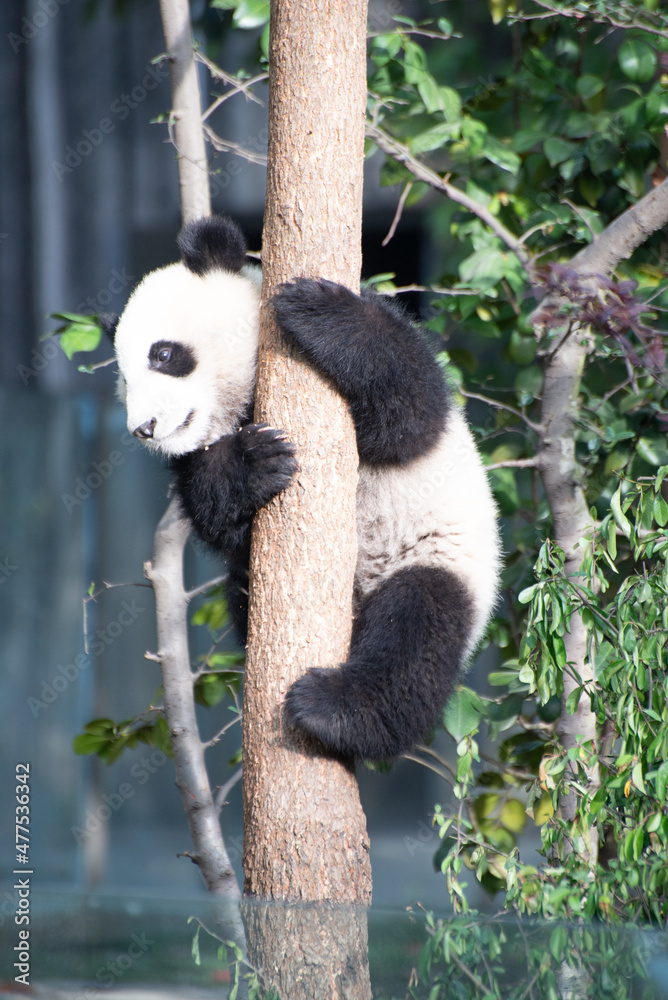 Obraz premium Giant Panda Cub up in a tree