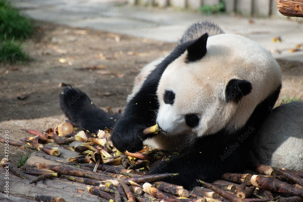 Fototapeta premium giant panda eating a pile of bamboo shoots