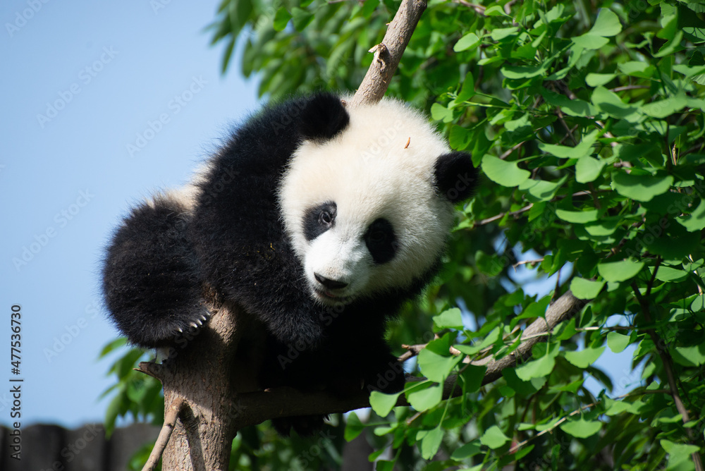 Giant Panda Cub climbing a tree Giant Panda Cub climbing a tree
