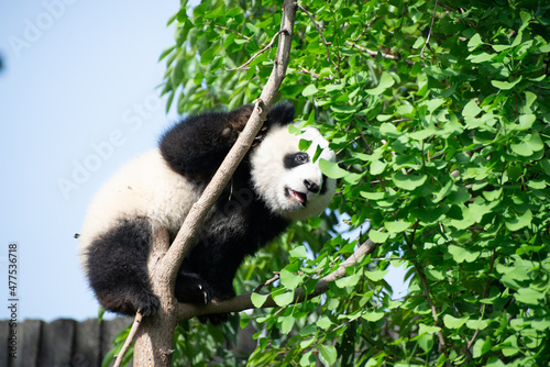 Giant Panda Cub climbing a tree