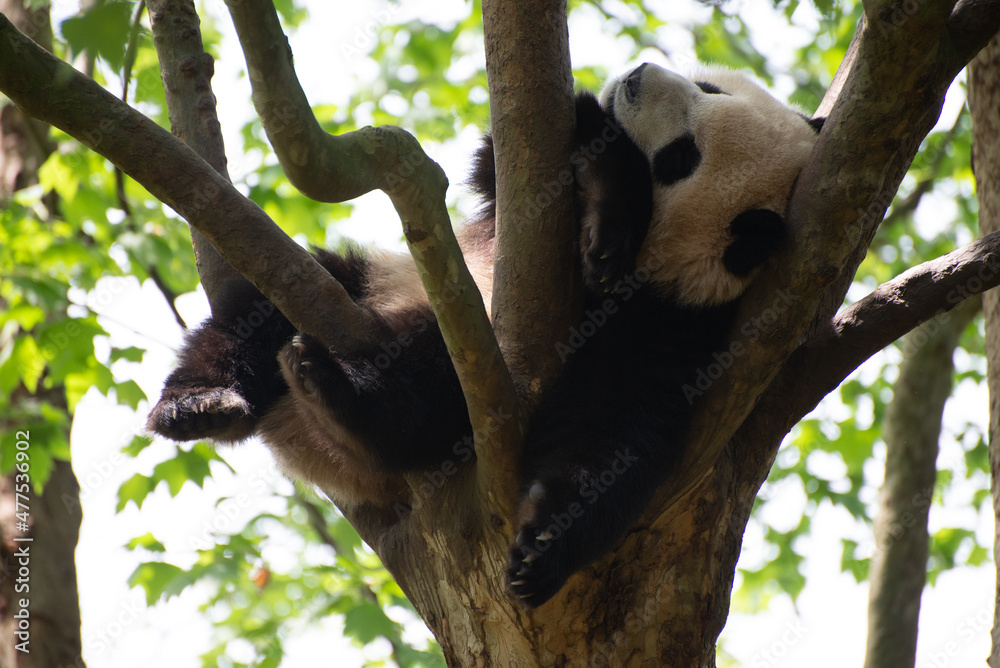 Obraz premium giant panda sleeping in a leafy tree