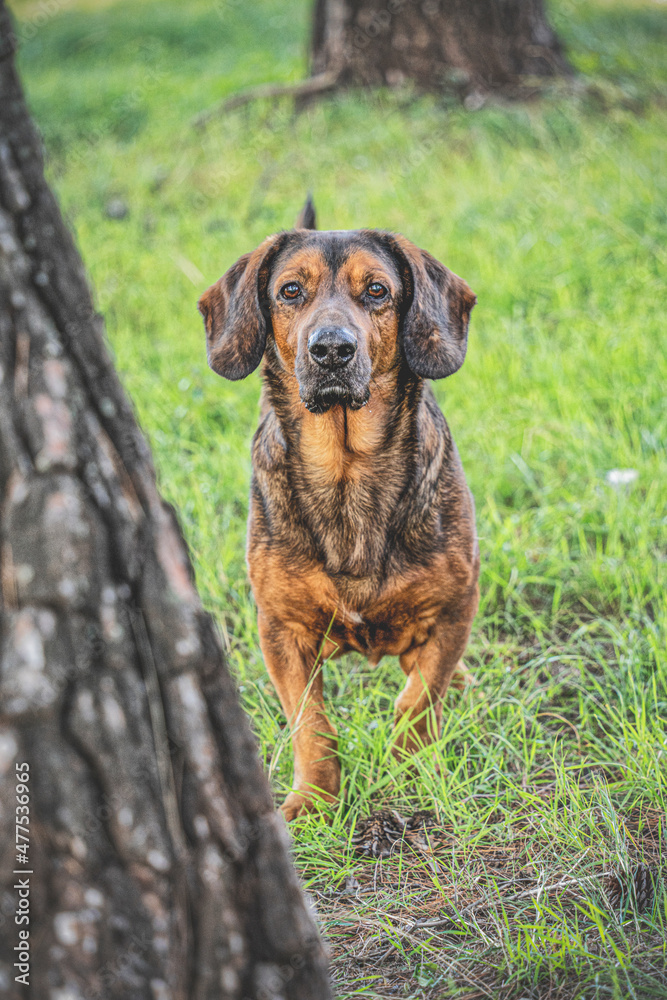 Alpenländische Dachsbracke or Alpine Dachshund 