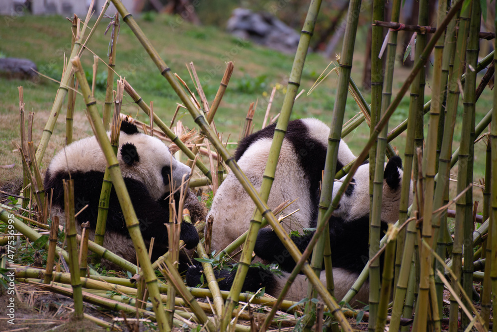 three giant panda cubs feeding on bamboo while laying in a bamboo thicket three giant panda cubs feeding on bamboo while laying in a bamboo thicket