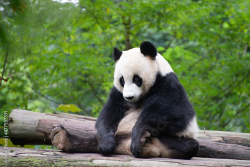 three legged giant panda sitting looking sad photo