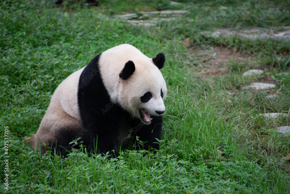 giant panda sitting in the grass yawning