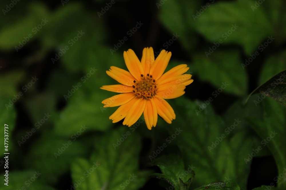A single flower make smiles. A single flower make smiles.