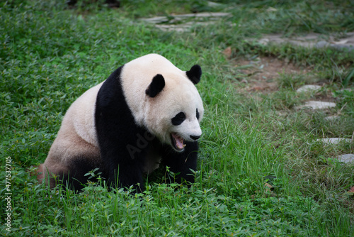 giant panda sitting in the grass yawning © Wandering Bear