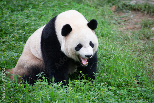 giant panda sitting in the grass yawning