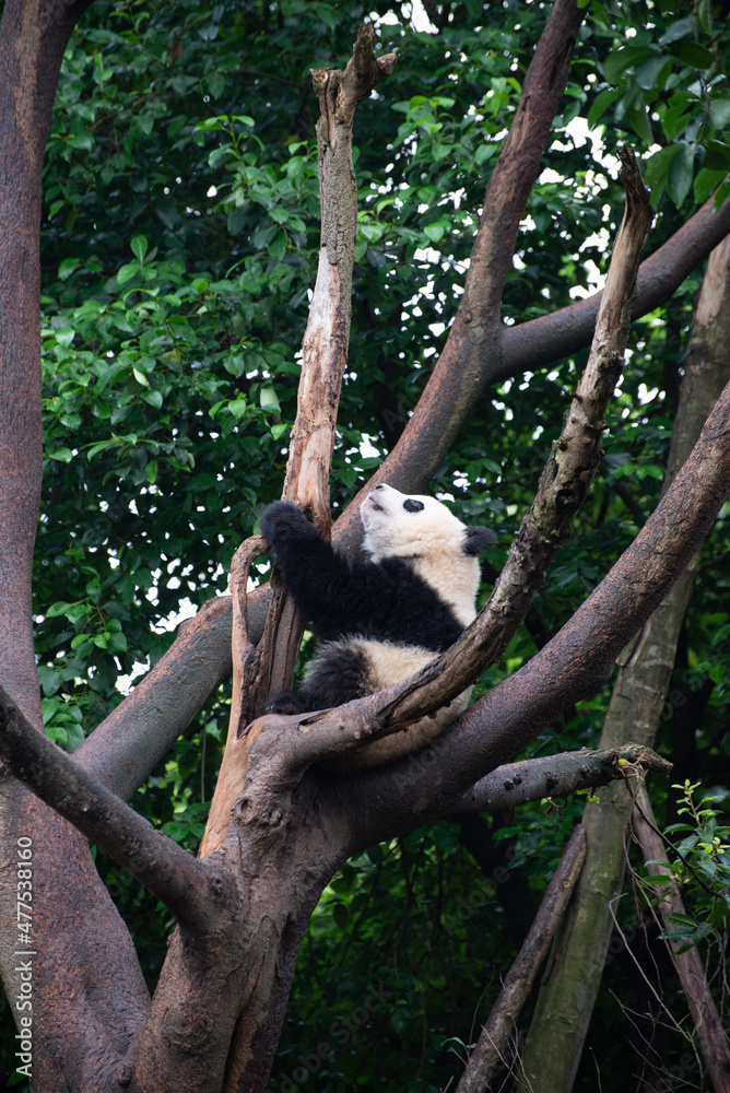 Obraz premium giant panda up in the tree branches