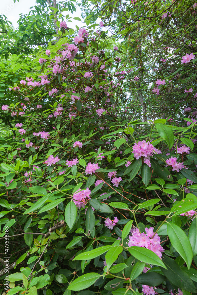 Rhododendron Blooming