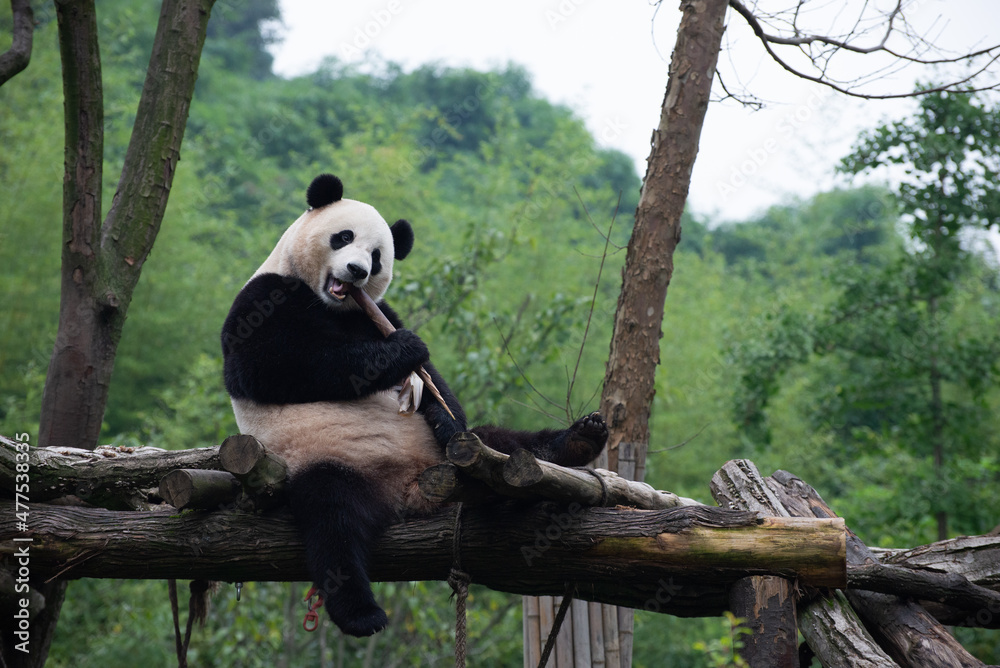 Obraz premium Giant Panda sitting on a platform eating bamboo