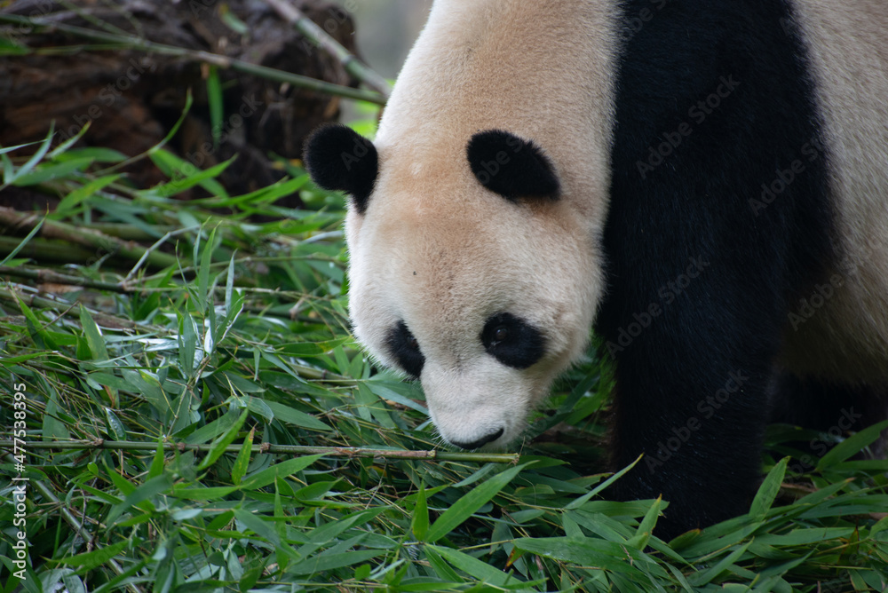 Fototapeta premium Giant Panda smelling the bamboo