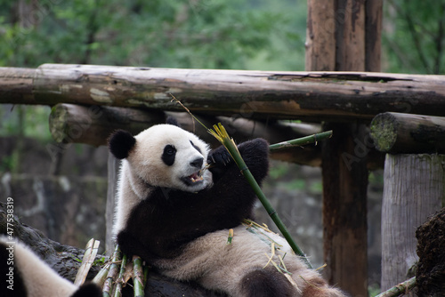 Fototapeta Naklejka Na Ścianę i Meble -  Giant Panda looking at a piece of bamboo