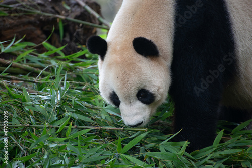 Fototapeta Naklejka Na Ścianę i Meble -  Giant Panda smelling the bamboo