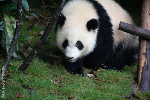 Giant Panda cub walking on the grass