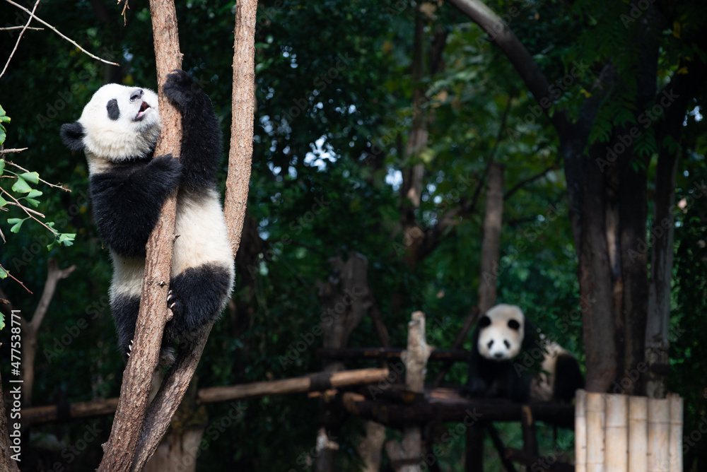 Fototapeta premium Giant Panda cub up in the tree branches