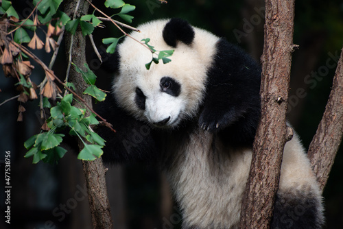 Giant Panda cub up in the tree branches