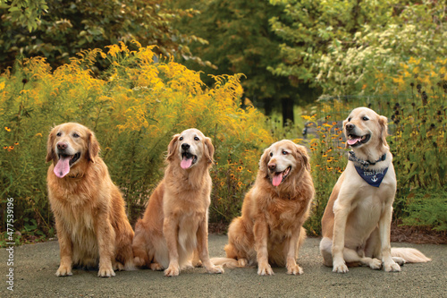 four golden retrievers sitting in park
