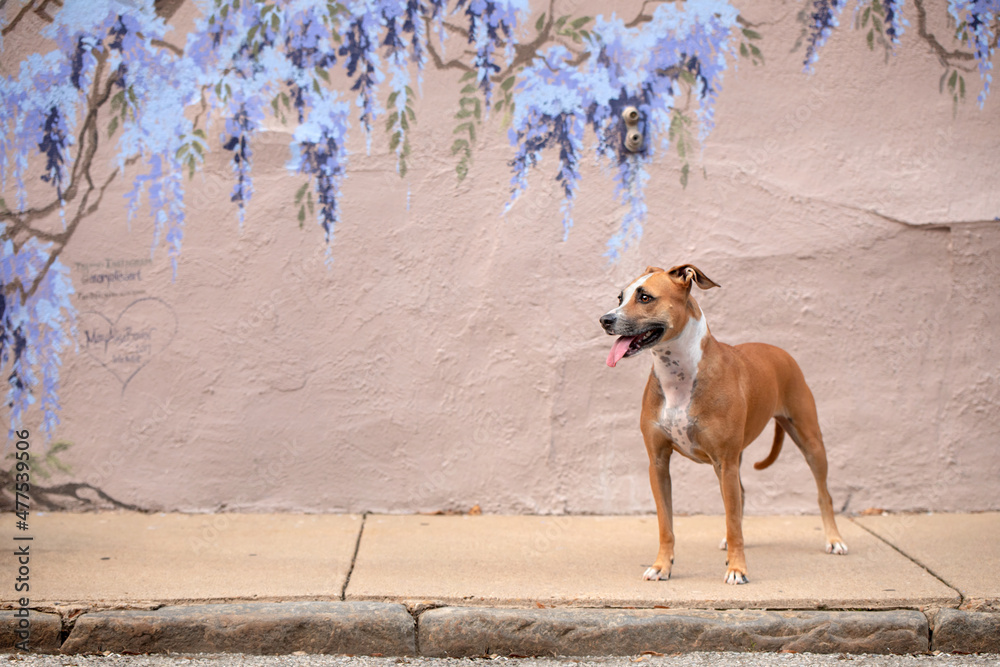 beautiful happy boxer dog standing near mural on small town sidewalk