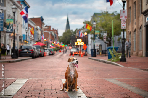 beautiful boxer mix breed sitting on red brick small town road with be kind in lights and church spire