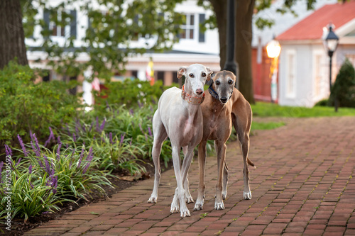 two greyhounds at sunset in park with cobblestone walk