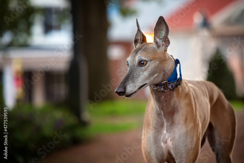 beautiful greyhound in park setting